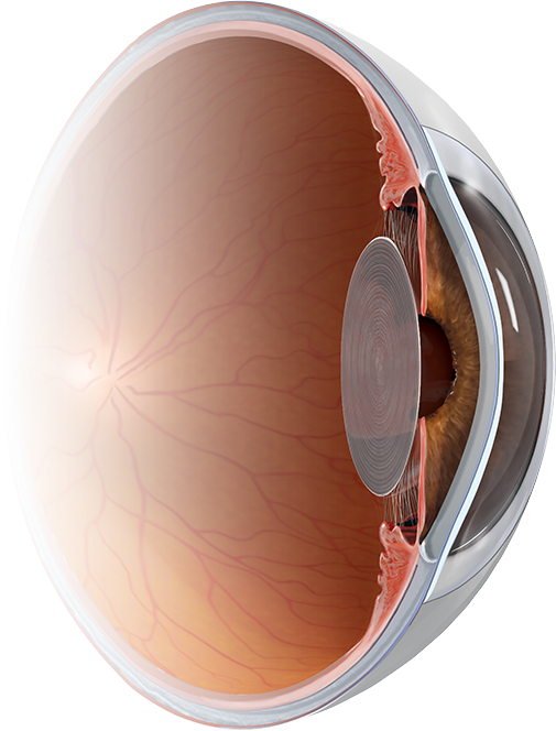 Eye